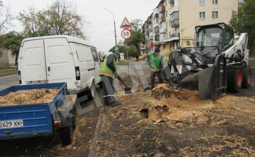 В Павлограде убрали огромное аварийное дерево с Центральной