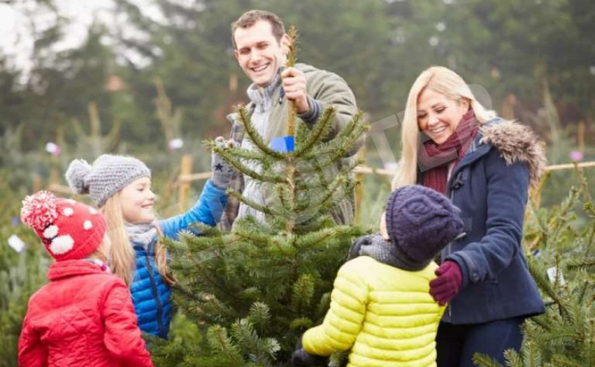 В Павлограде начали продавать новогодние елки ЦЕНЫ