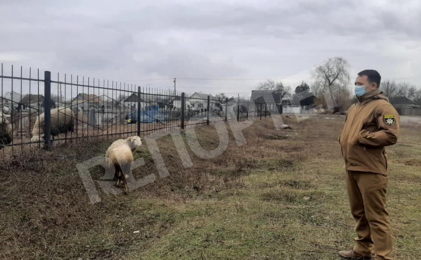 В Павлограде на еврейское кладбище покушались овцы