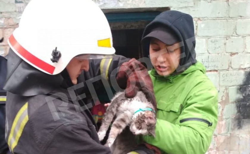 В Павлограде спасатели «откачали» кота, угоревшего на пожаре