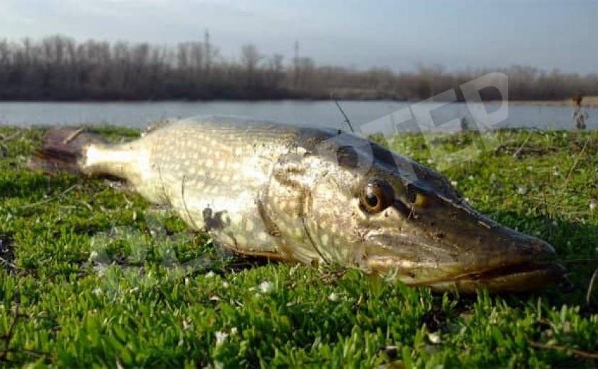 КУДА ПОЕХАТЬ НА РЫБАЛКУ: Рыбные места в окрестностях Павлограда и Магдалиновки