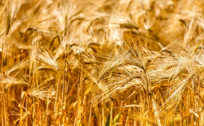 В Павлоградском районе собрано более 60% зерновых