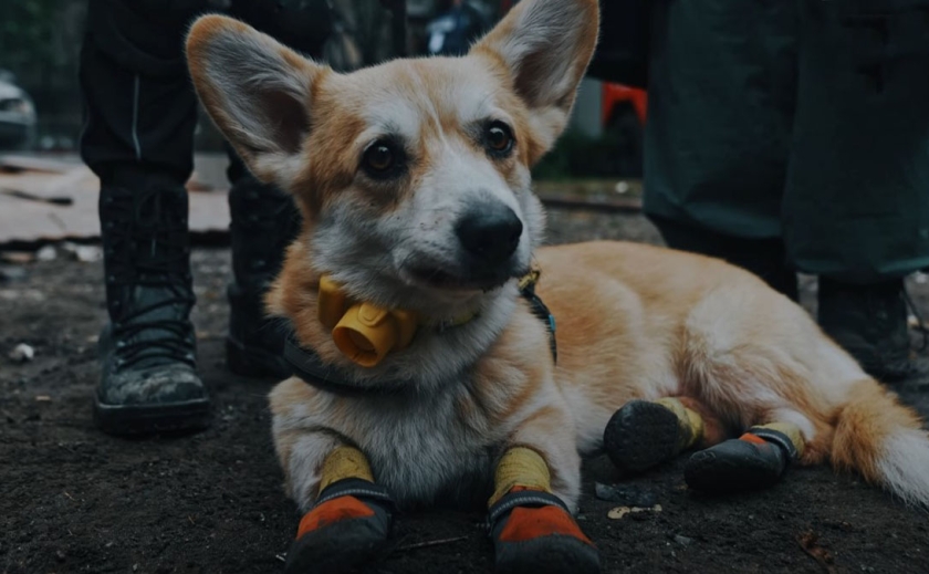 Як кінологи з Павлограда разом із собаками шукають постраждалих на війні: відео