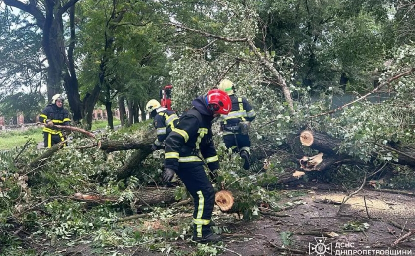 У Павлограді аварійне дерево впало на проїжджу частину