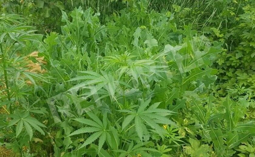 Павлоградская домохозяйка вырастила почти 600 кустов «Марии и Хуана»