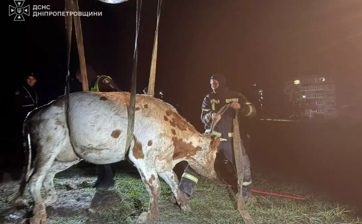 В Павлоградском районе спасатели освободили упавшую в траншею корову
