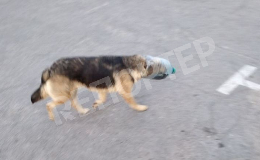 В Павлограде нашли собаку-пленницу пластиковой колбы