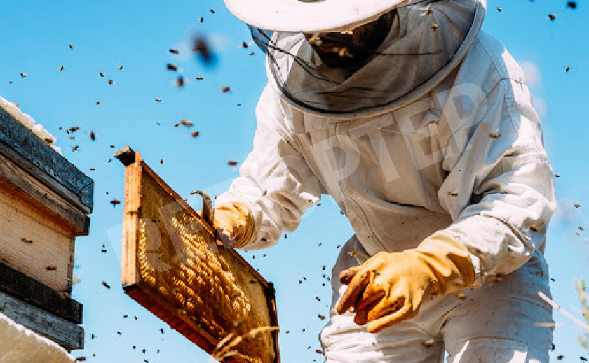 Павлоградские пчеловоды получат казенные деньги, если соберут все справки