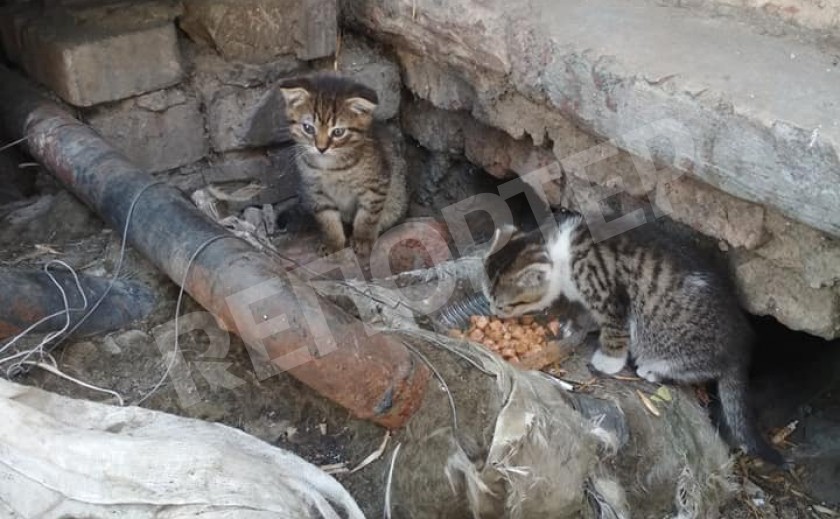 Помогите павлоградским котятам найти дом!